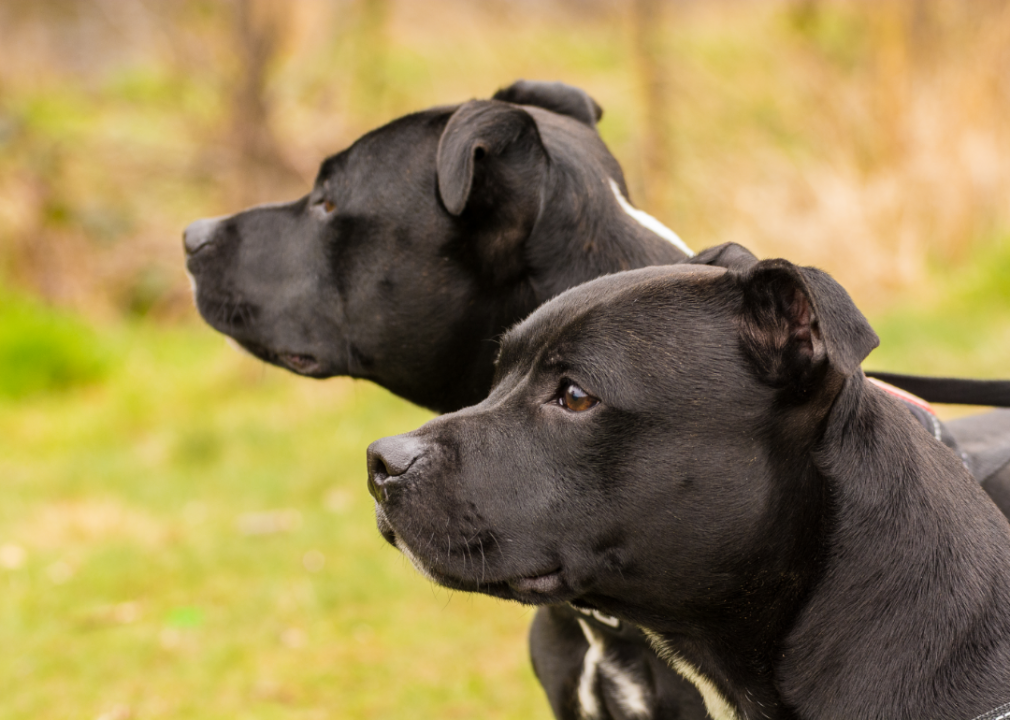#21. Staffordshire bull terriers